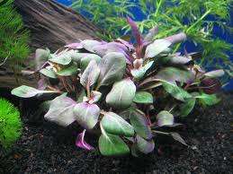 Lobelia cardinalis